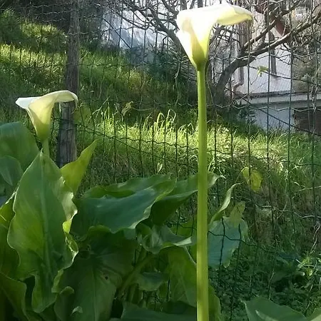 La Palma * 斯培西亚